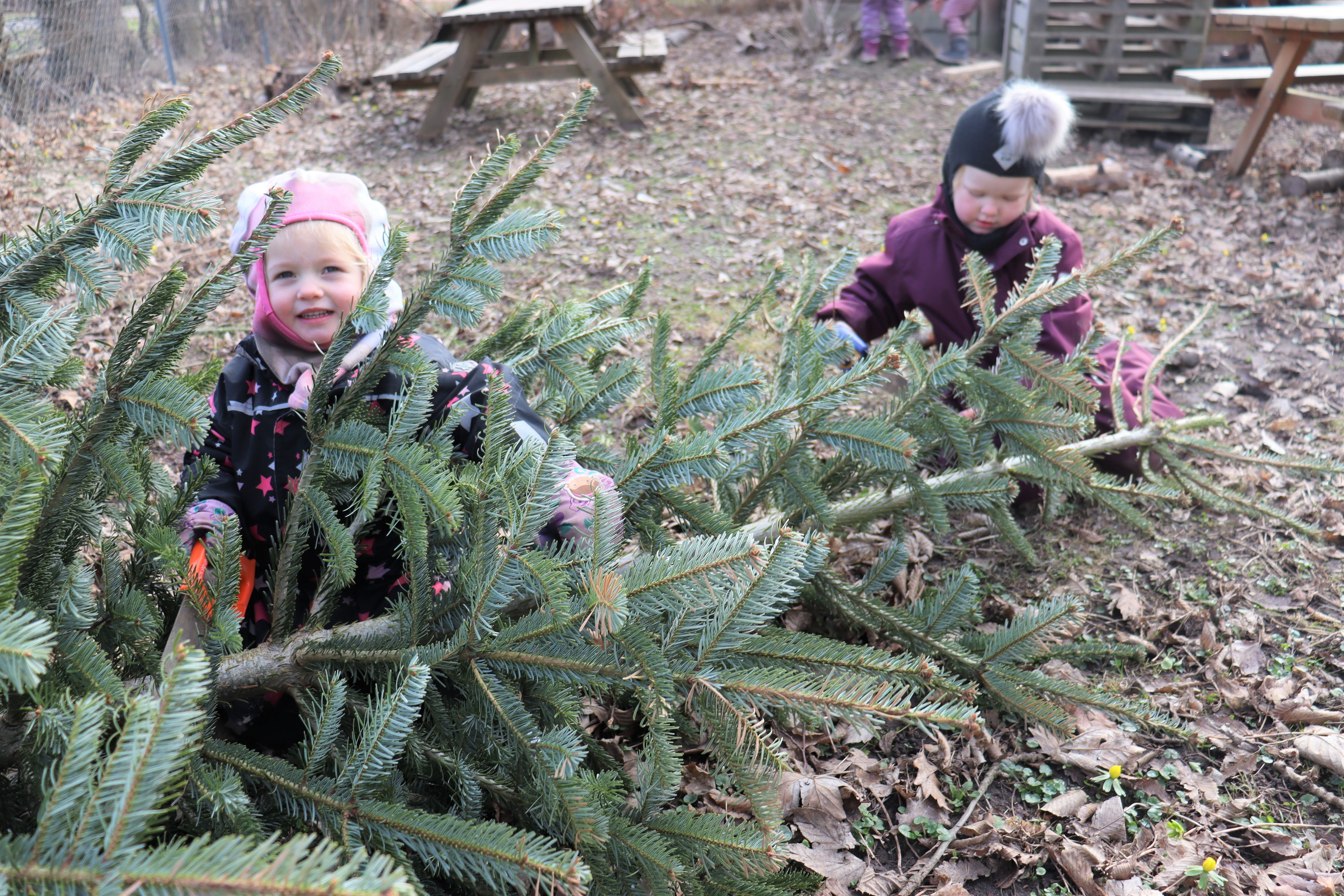 To børn saver i juletræ med save